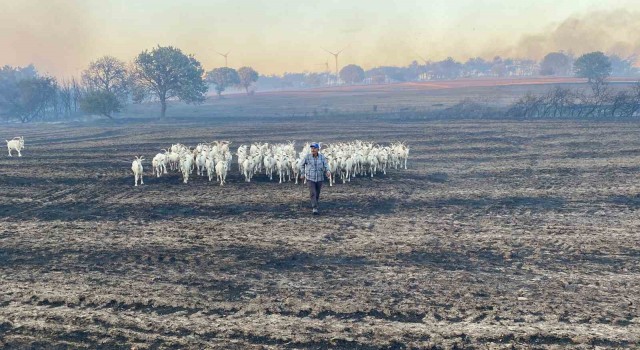 80 küçükbaş hayvanını yanmaktan son anda kurtardı