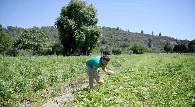 Adabahçeyi yazın bereketi sardı