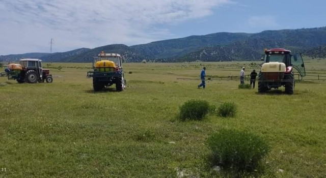 Amasyada çekirge popülasyonu artan Kertme köyünün merasında ilaçlama yapıldı