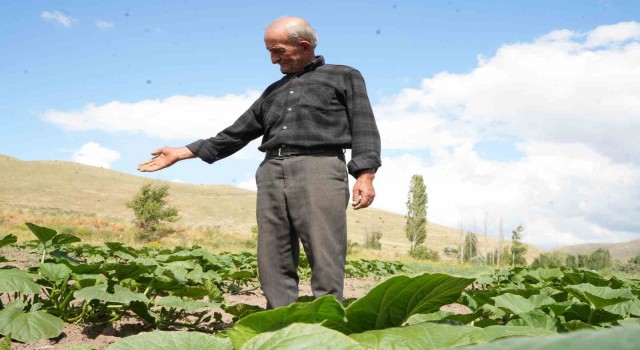 Ata tohumundan organik bal kabakları toprakla buluşturuldu