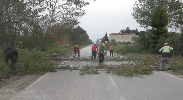 Bafrada fırtına ağaçları devirdi