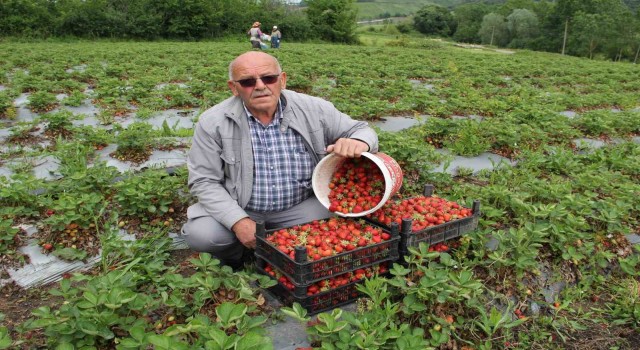 Bafranın organik çileklerine talep artıyor