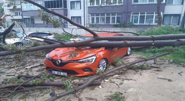 Bandırmada, çürüyen ağaç otomobilin üzerine devrildi