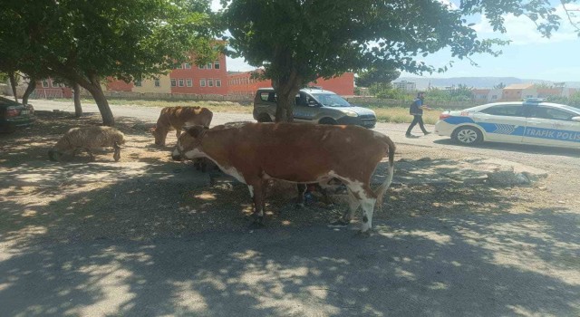 Batmanda başıboş hayvanların sahiplerine ceza kesildi