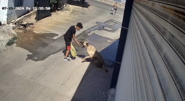 Beslediği sokak köpeği küçük çocuğa saldırdı, elini zor kurtardı