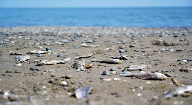 Binlerce İsrail sazanı Karadeniz kıyılarına vurdu