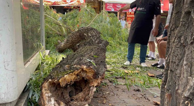 Bolu'da yaya yoluna ağaç düştü: 1 yaralı