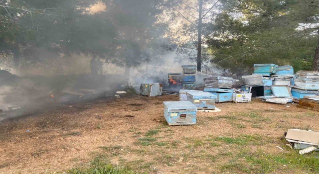 Datçadaki orman yangınında arı kovanları zarar gördü