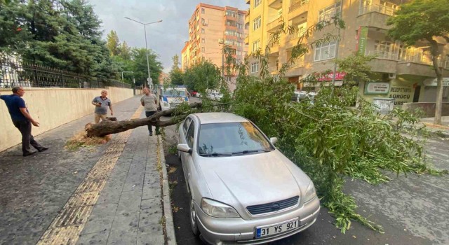 Diyarbakırda dev ağaç otomobilin üstüne devrildi