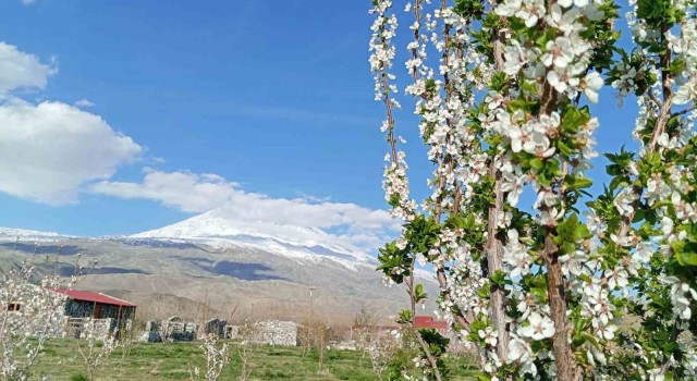 Doğubayazıtta 5 bin meyve ağacının bulunduğu bahçe bungalov evleri ile turistleri ağırlıyor