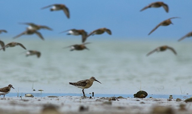 Dünya Doğa Koruma Birliği (IUCN) 16 kuş türünün durumunun kötüye gittiğini açıkladı, bunlardan 5'i Türkiye'de görülen türler.