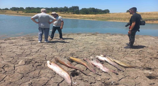 Edirnede toplu balık ölümleri