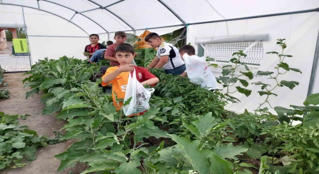 Erzincanda minik öğrenciler sebze hasadına başladı