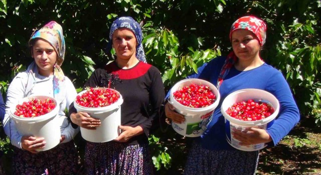 Erzincanda yetişen kiraz dış ülkelere ve çevre illere satılıyor