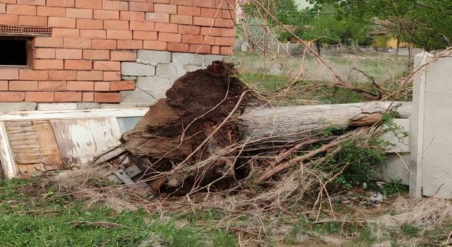 Fırtına asırlık dev ceviz ağacını söktü