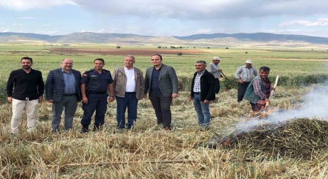 Gaziantepte geleneksel yöntemlerle yapılan firik hasadı başladı