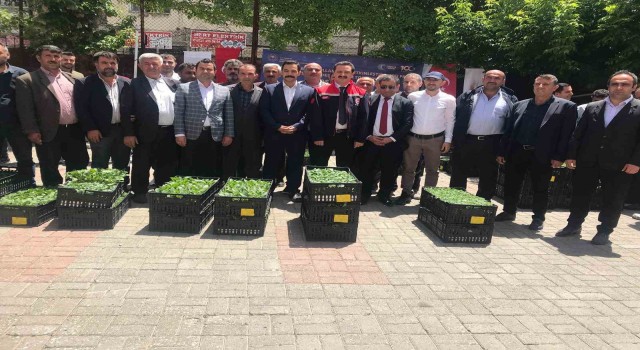 Güroymakta yüzde 75 hibeli 21 bin fide dağıtıldı