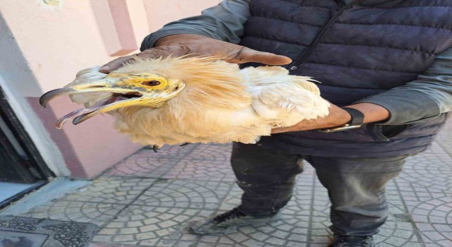 Halsiz halde bulunan ‘Küçük Akbaba tedavi altına alındı