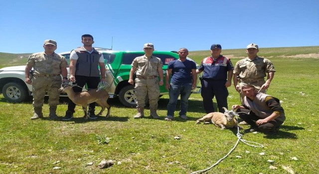 Iğdırda yaralı yaban keçileri koruma altına alındı