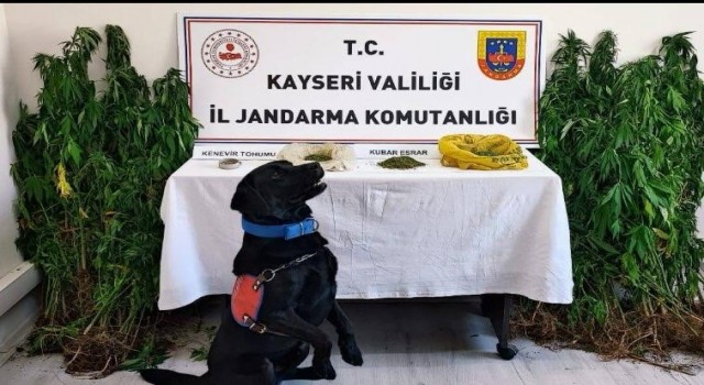 Jandarma yasadışı yetiştirilen 206 kök keneviri ele geçirdi