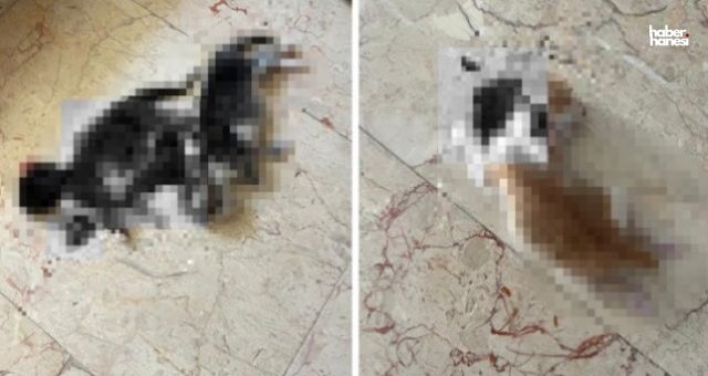 Kan Donduran Vahşet: 6 Kedi Yavrusunun Başı, Annelerinin Kuyruğu Kesilerek Katledildi!