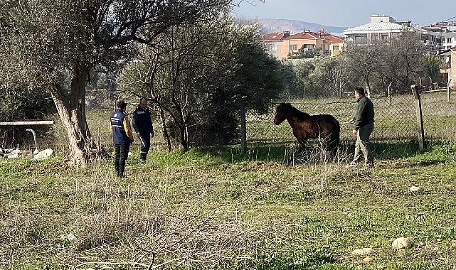 Kemalpaşa'da Yılkı Atlarına Şefkat Eli Uzandı