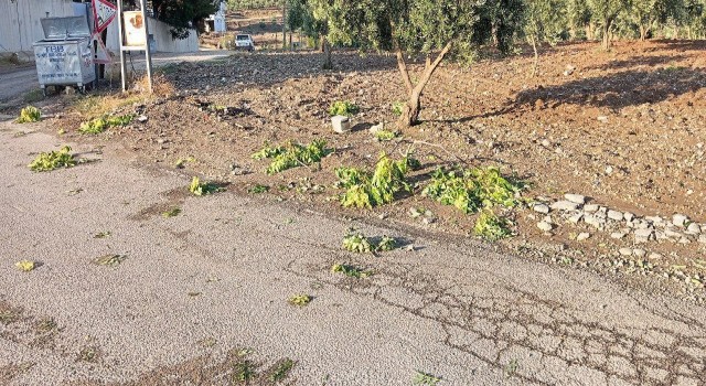 Kiliste sağanak zeytin ve fıstık ağaçlarına zarar verdi