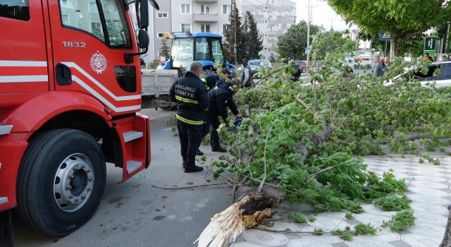 Kırklarelinde şiddetli rüzgar ağacı devirdi: 1 araç hasar gördü