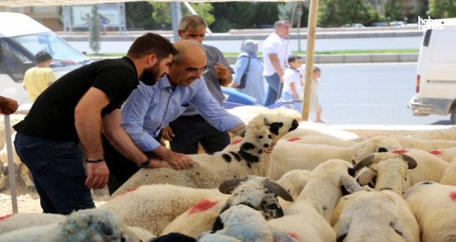 Kurbanlık Hayvan Seçerken Nelere Dikkat Etmeliyiz? İyi Kurbanlık Nasıl Seçilir?