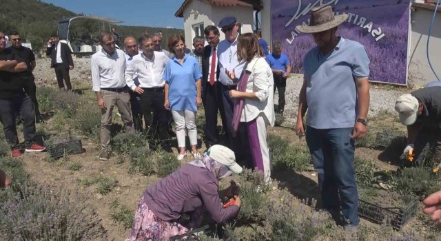 Kütahyada çini sanatçısı Nida Olçarın oluşturduğu lavanta bahçesinde hasat dönemi başladı