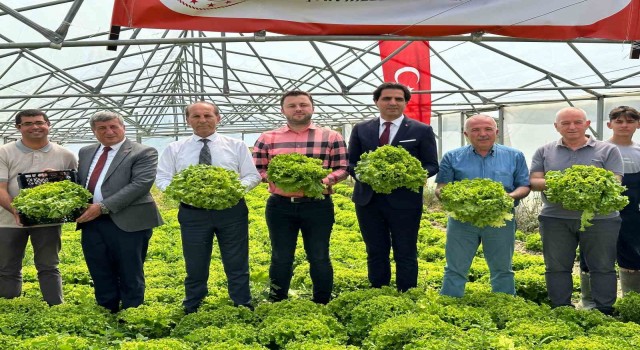 Liselilerin yetiştirdiği marullar hasat edildi