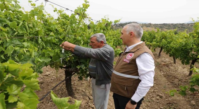 Manisada istilacı kokarcaya karşı ‘Samuray Arıcığı salımı yapıldı