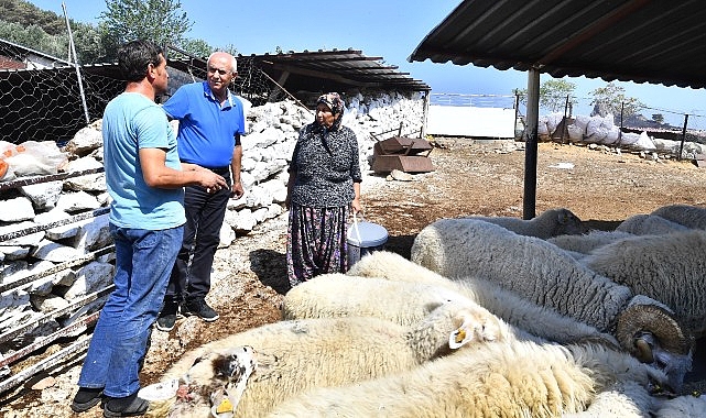 Merasız kalan hayvanlar yem desteğiyle yaşama tutundu  Büyükşehir yangından etkilenen köylerin yaralarını sarıyor