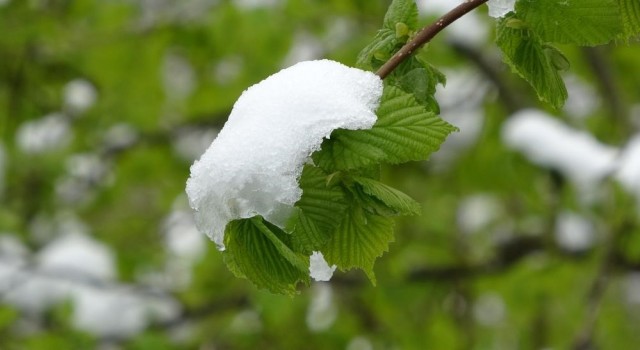 Meteorolojiden zirai don uyarısı