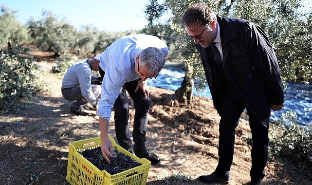 Mudanya Belediyesi zeytin üreticisinin yanında