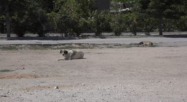 Niğdede kuduz şüphesi olan köpeğin testi negatif çıktı