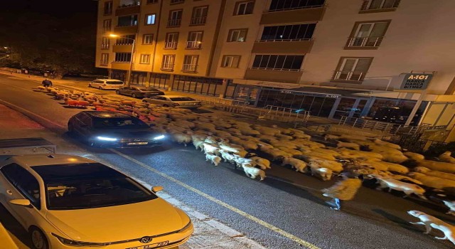 Niksarda koyunların yayla yolculuğu başladı