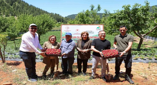 Şahin, huzurlu yaylasında çilek hasadına katıldı