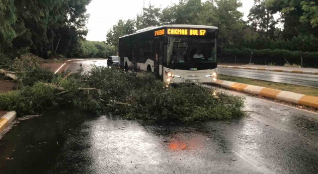 Şanlıurfada fırtınada ağaçlar devrildi, yollar göle döndü