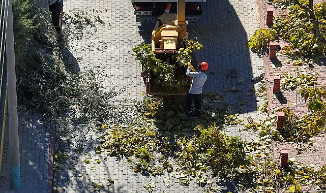 Selçuklu'da Ağaç Budama Çalışmaları Devam Ediyor