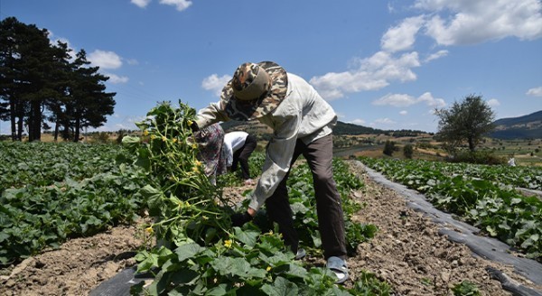 Sındırgı kornişon hasatı başladı