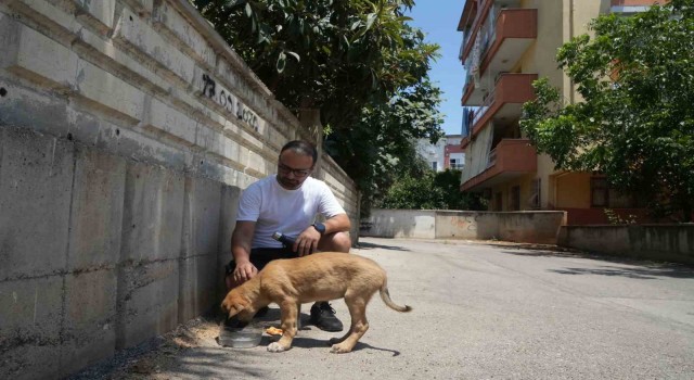 Sokak köpeğine şiddete şahit oldu, üzerine kayıtlı olmadığı için şikayetçi olamadı