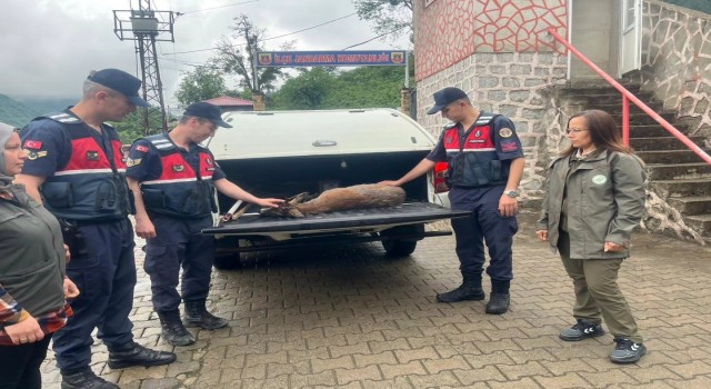 Yaralı karacaya jandarma şefkati