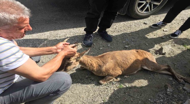 Yol kenarında buldukları yaralı dağ keçisinin başından bir an olsun ayrılmadı