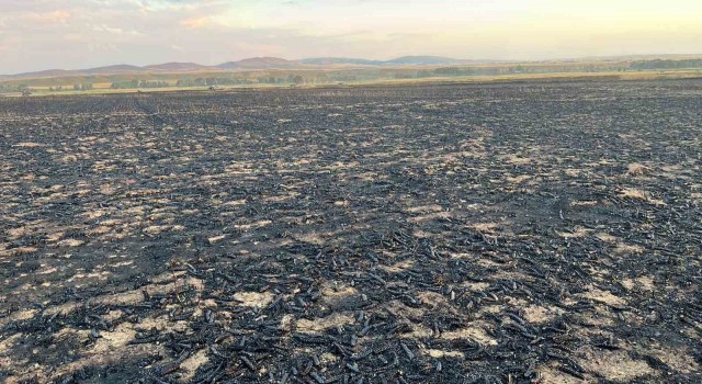 Yozgatta bin dönüm buğday ekili alanda yangın çıktı