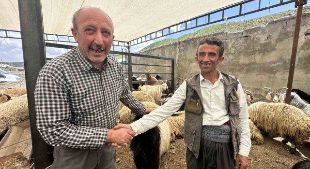 Yüksekovada kurbanlıklar görücüye çıktı